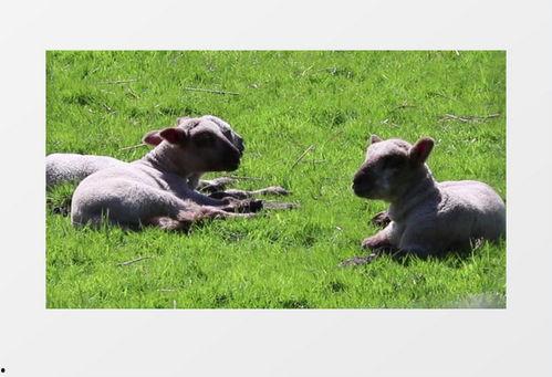 小羊最新爆料视频大全下载,揭秘幕后真相，精彩瞬间大盘点